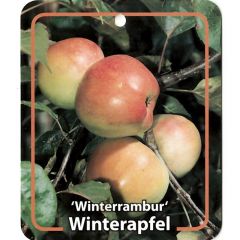 Malus Domestica Winterrambur fruitboom Appel Oosterik Home