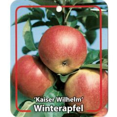 Malus Domestica Kaiser Wilhelm fruitboom Appel Oosterik Home