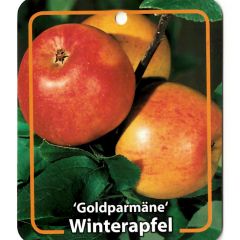 Malus Domestica Goldparmane fruitboom Appel Oosterik Home