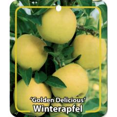 Malus Domestica Golden Delicious fruitboom Appel Oosterik Home