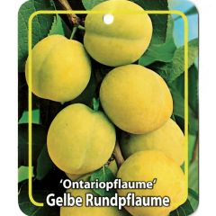 Prunus Domestica Ontariopflaume Obstbaum Oosterik Home