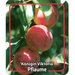 Prunus Domestica Konigin Viktoria Obstbaum Oosterik Home