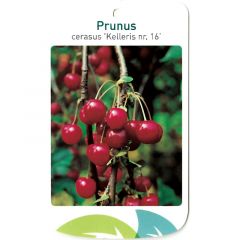 Prunus Cerasus Kelleris nr. 16 fruitboom Zure kers Oosterik Home