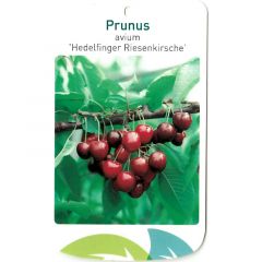 Prunus Avium Hedelfinger Riesenkirsche fruitboom Zoete kers Oosterik Home