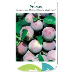 Prunus Domestica Reine Claude d Althan Obstbaum Oosterik Home