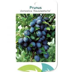 Prunus Domestica Hauszwetsche Obstbaum Oosterik Home