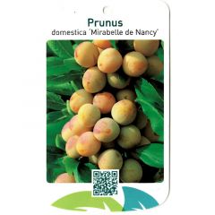Prunus Domestica Mirabelle de Nancy Obstbaum Oosterik Home
