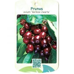 Prunus Avium Varikse Zwarte fruitboom Zoete kers Oosterik Home
