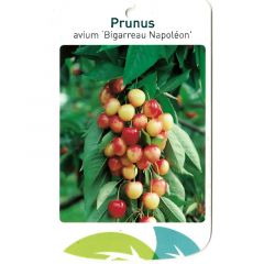 Prunus Avium Bigarreau Napoleon fruitboom Zoete kers Oosterik Home