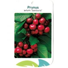 Prunus Avium Sunburst fruitboom Zoete kers Oosterik Home