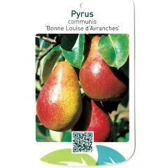 Pyrus Communis Bonne Louise d Avranches fruitboom Peer Oosterik Home