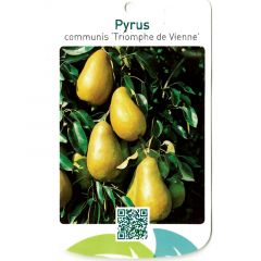 Pyrus Communis Triomphe de Vienne fruitboom Peer Oosterik Home