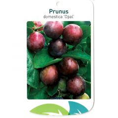 Prunus Domestica Opal Obstbaum Oosterik Home