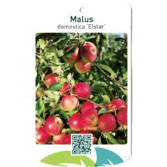 Malus Domestica Elstar fruitboom Appel Oosterik Home