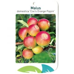 Malus Domestica Cox s Orange Pippin fruitboom Appel Oosterik Home