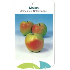 Malus Domestica Notarisappel fruitboom Appel Oosterik Home