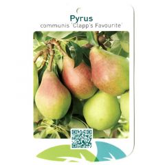 Pyrus Communis Clapp s Favourite fruitboom Peer Oosterik Home