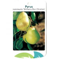 Pyrus Communis Williams Bon Chretien fruitboom Peer Oosterik Home