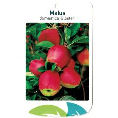 Malus Domestica Gloster fruitboom Appel Oosterik Home