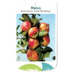 Malus Domestica Rode Boskoop fruitboom Appel Oosterik Home