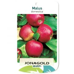 Malus Domestica Jonagold fruitboom Appel Oosterik Home