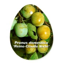 Prunus Domestica Reine Claude Verte Obstbaum Oosterik Home