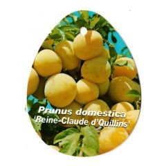 Prunus Domestica Reine Claude d Quillins Obstbaum Oosterik Home