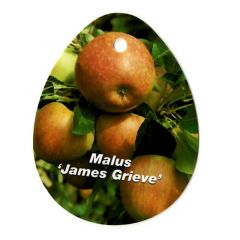 Malus Domestica James Grieve fruitboom Appel Oosterik Home