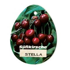 Prunus Avium Stella fruitboom Zoete kers Oosterik Home