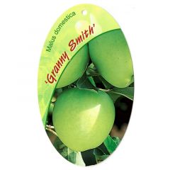Malus Domestica Granny Smith fruitboom Appel Oosterik Home