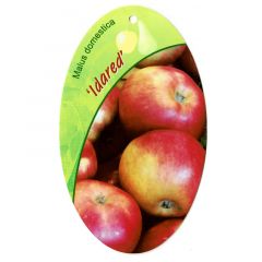 Malus Domestica Idared fruitboom Appel Oosterik Home