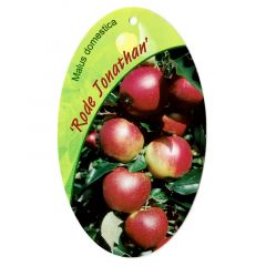 Malus Domestica Rode Jonathan fruitboom Appel Oosterik Home