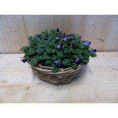 Mandje met violen (kleur wisselt) 30 cm Warentuin Natuurlijk