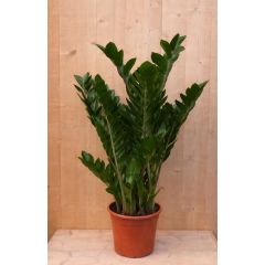 Emerald palm Zamioculcas potmaat 22 cm H60-80 cm kamerplant Warentuin Natuurlijk