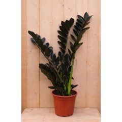 Emerald palm Zamioculcas potmaat 22 cm H40-60 cm kamerplant Warentuin Natuurlijk