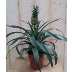 Ananasplant Warentuin Natuurlijk