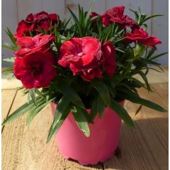 3 stuks! Anjer Dianthus rood Warentuin Natuurlijk