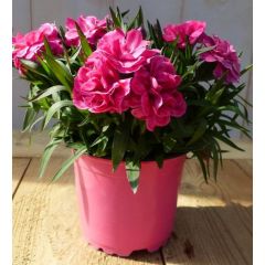 3 stuks! Anjer Dianthus roze Warentuin Natuurlijk