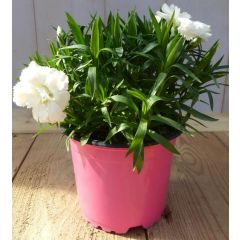 3 stuks! Anjer Dianthus wit Warentuin Natuurlijk