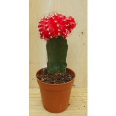 3 stuks! Kamerplant Cactus Rood/oranje mini Cactaceae Warentuin Natuurlijk