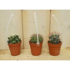 3 stuks! Kamerplant cactus mini laag Cactaceae Warentuin Natuurlijk