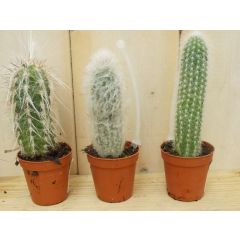 3 stuks! Kamerplant Cactus mini hoog Cactaceae Warentuin Natuurlijk