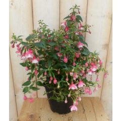 Fuchsia vaste licht roze tinten Warentuin Natuurlijk