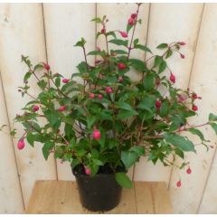 Fuchsia vaste donker roze tinten Warentuin Natuurlijk