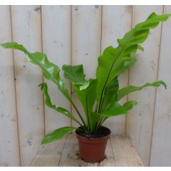 Groene nestvaren Asplenium Warentuin Natuurlijk