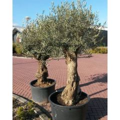 Olijfboom Olea 240 cm XL-stam Olijfboom Warentuin Natuurlijk