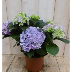 Hortensia Hydrangea Blauw 30 - 40 cm 4 tot 6 bloemen Warentuin Warentuin Natuurlijk