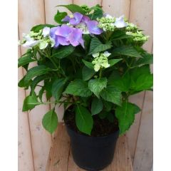 Hortensia Hydrangea blauw randjesbloem 40 cm Warentuin Natuurlijk