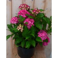 Hortensia Hydrangea roze 40 cm Warentuin Natuurlijk