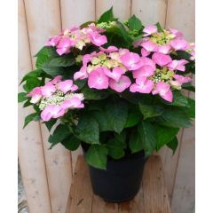Hortensia Hydrangea roze randjesbloem 40 cm Warentuin Natuurlijk